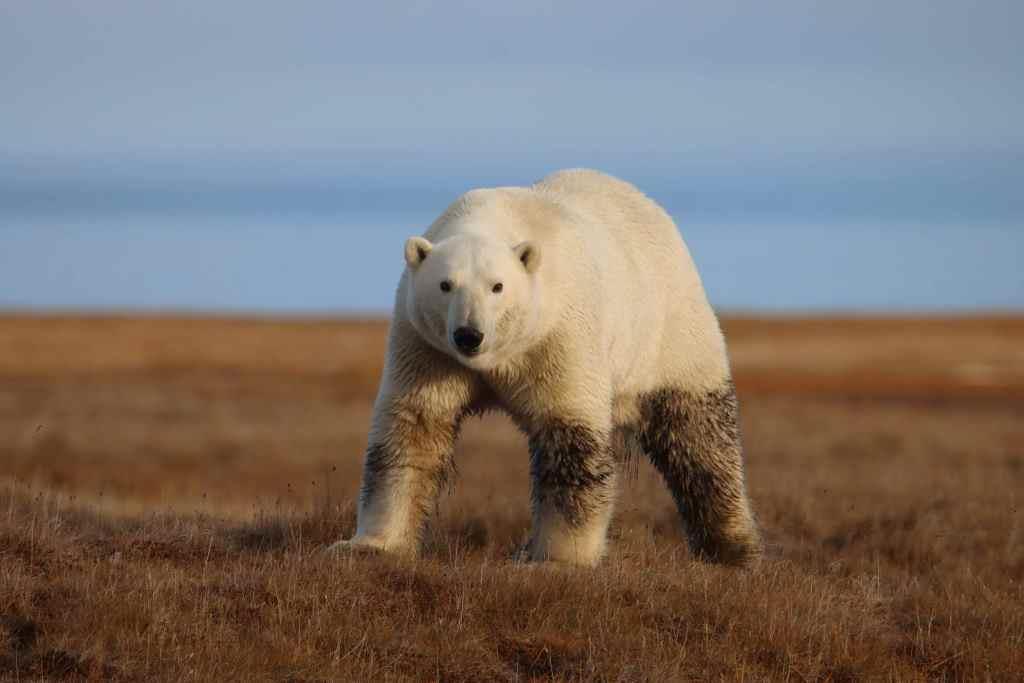 В Якутии для подсчета белых медведей впервые использовали нейросеть - фото 1