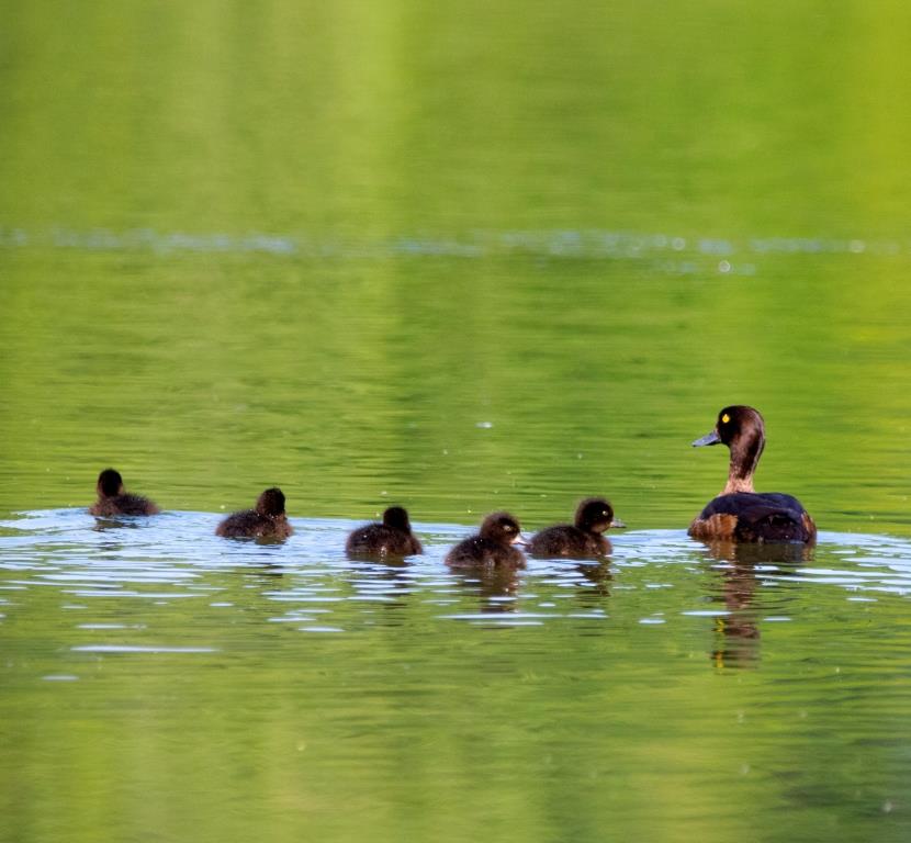 Более 500 птенцов водоплавающих птиц появилось летом на природных территориях Москвы - фото 8