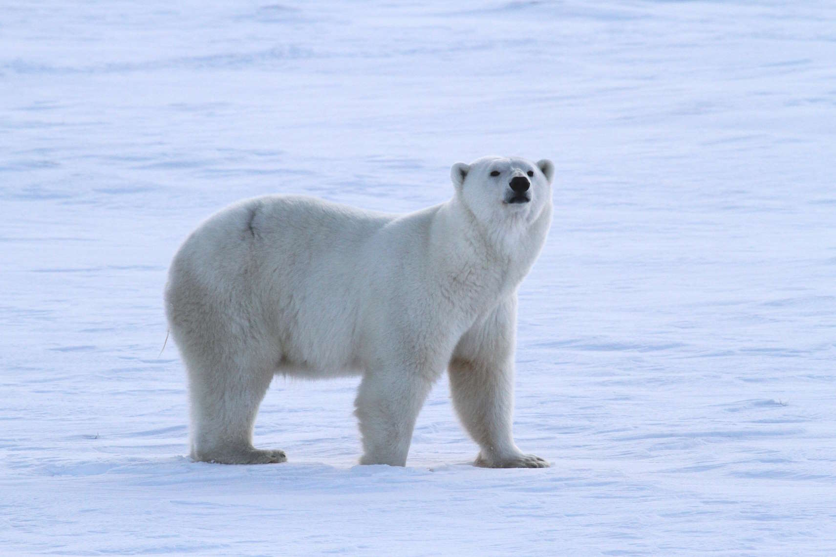 Белый, гималайский, бурый: ко Дню медведя сотрудники заповедных территорий рассказали об изучении косолапых - фото 13