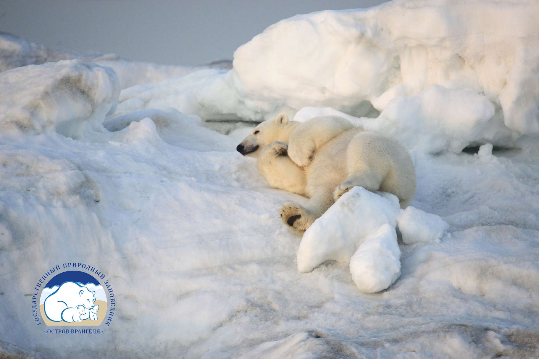 Белый, гималайский, бурый: ко Дню медведя сотрудники заповедных территорий рассказали об изучении косолапых - фото 14