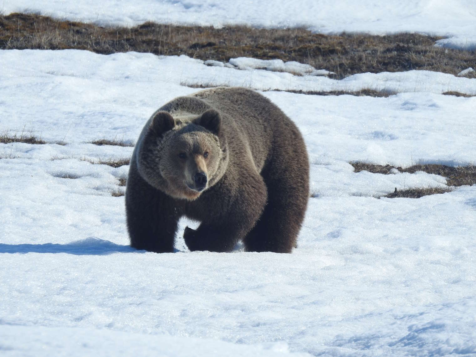 10Единственный бурый медведь на острове Врангеля Автор фото Павел Кулемеев