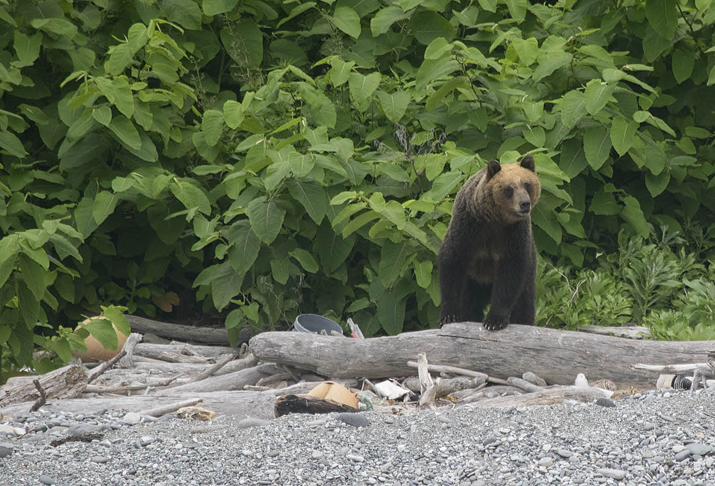 Белый, гималайский, бурый: ко Дню медведя сотрудники заповедных территорий рассказали об изучении косолапых - фото 9