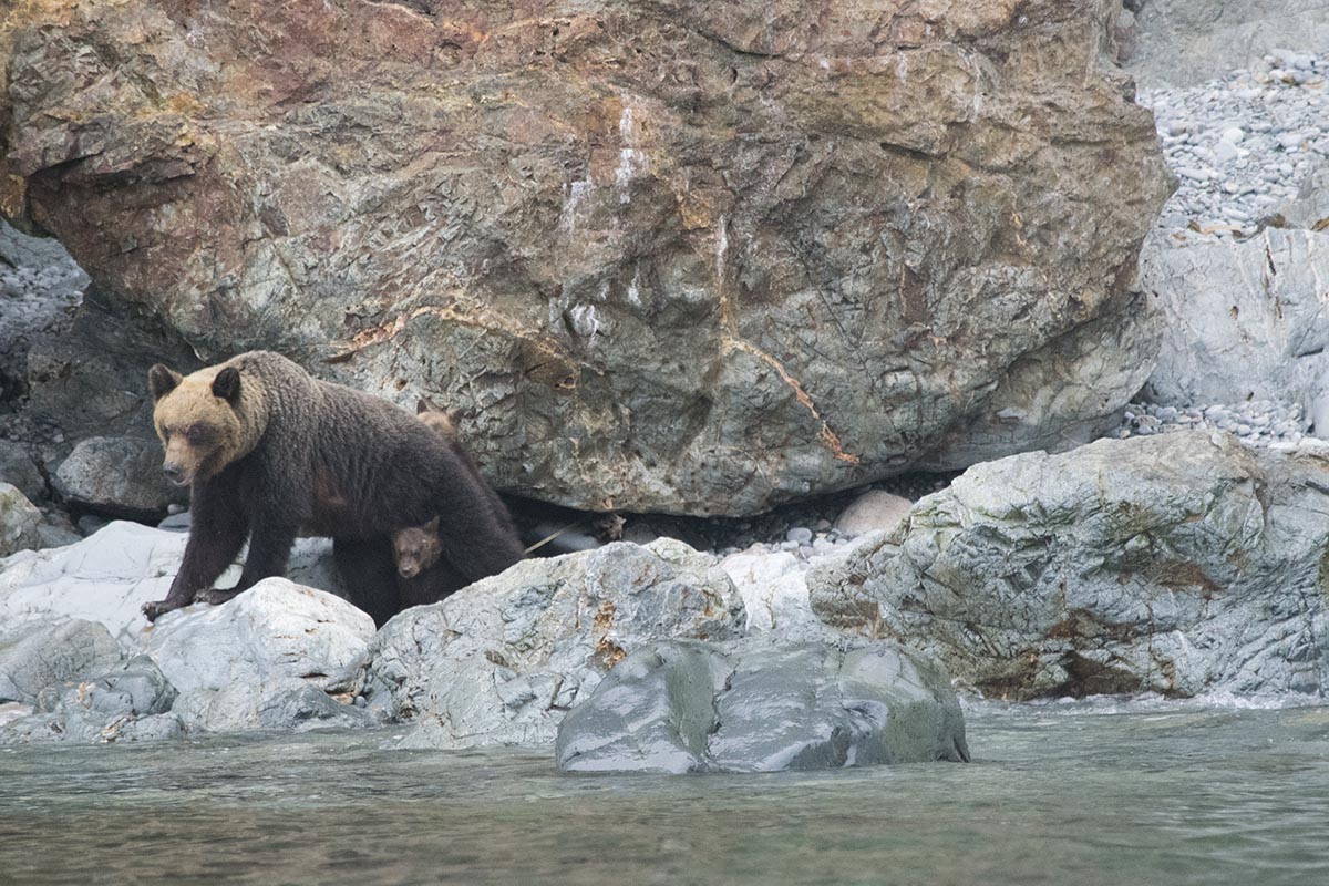 Белый, гималайский, бурый: ко Дню медведя сотрудники заповедных территорий рассказали об изучении косолапых - фото 10