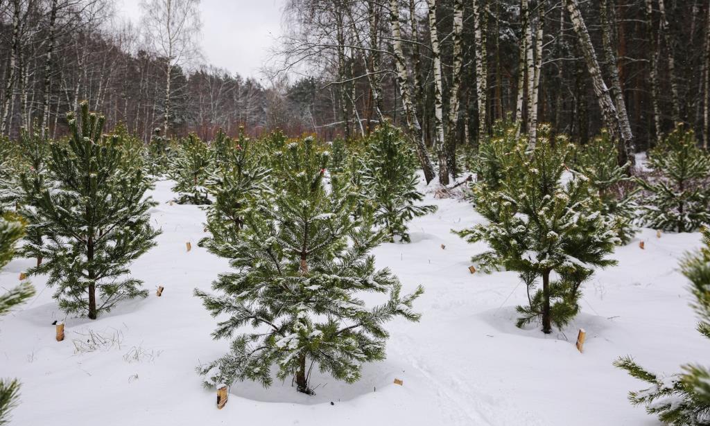 Предновогодний дозор: в Москве пройдет акция по охране новогодних деревьев «Ель» - фото 3