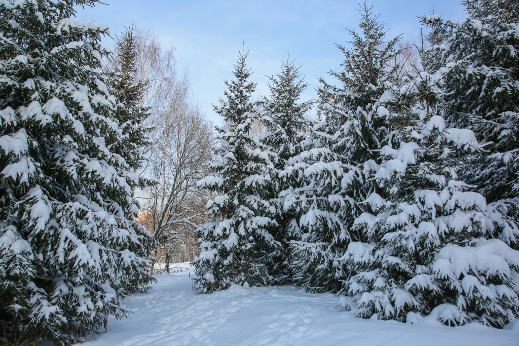 Предновогодний дозор: в Москве пройдет акция по охране новогодних деревьев «Ель» - фото 4