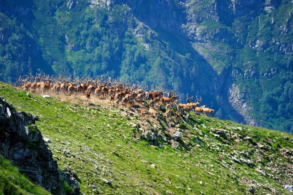 Рогатый счет: в Кавказском заповеднике начинается учет оленей - фото 1