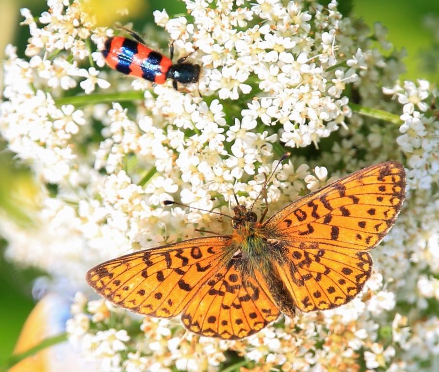 Какие бабочки появились к августу? Наблюдаем за красочными чашуекрылыми - фото 4
