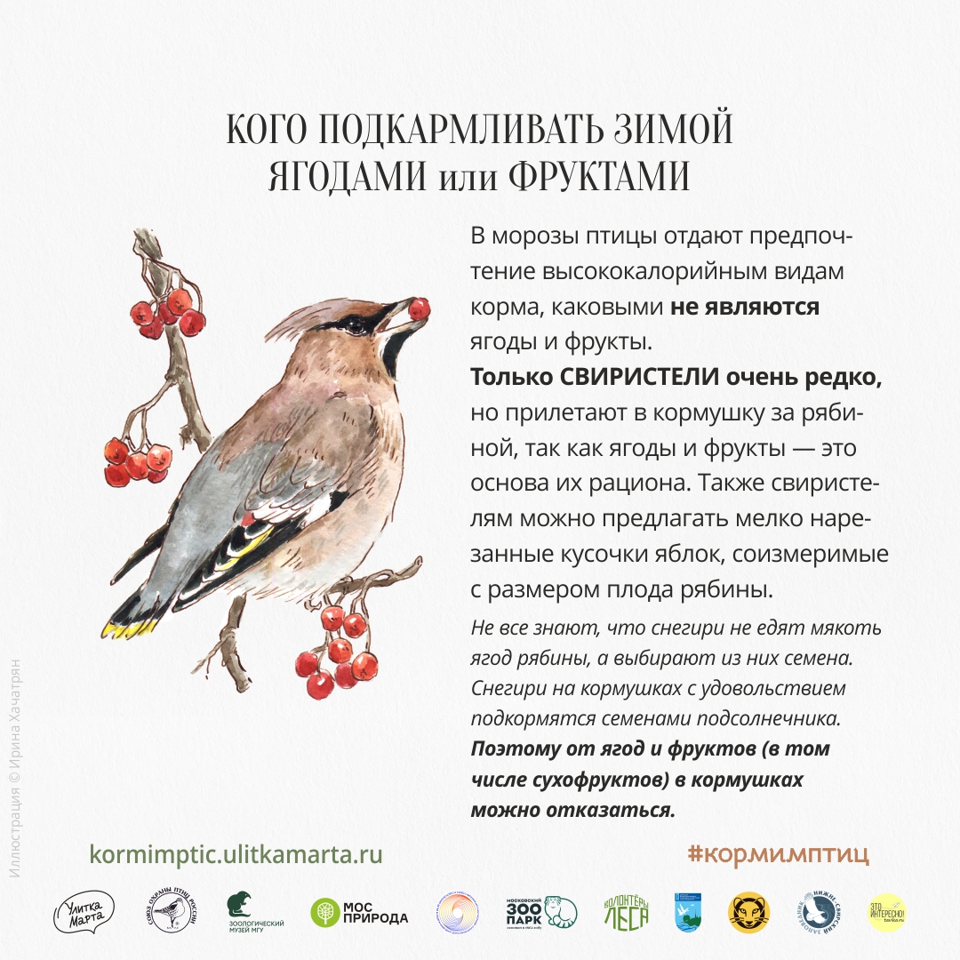 Птичьи столовые: на природных территориях столицы началась подкормка птиц   - фото 4
