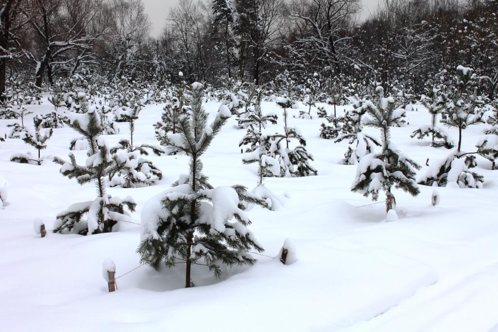 Предновогодний дозор: Мосприрода проведет операцию по охране новогодних деревьев «Ель» - фото 7