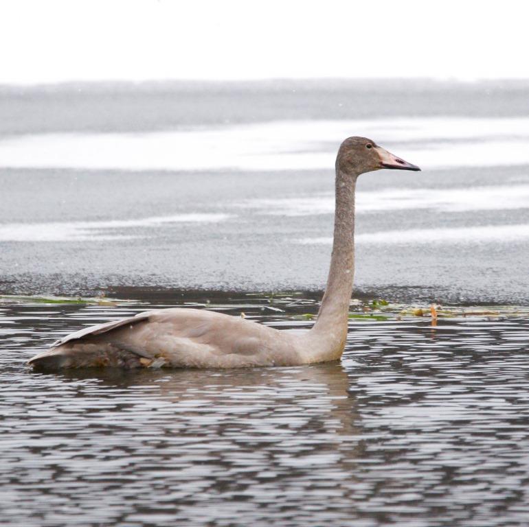 Белый лебедь на пруду качает павшую звезду: редкий пернатый путешественник побывал на природных территориях столицы - фото 4