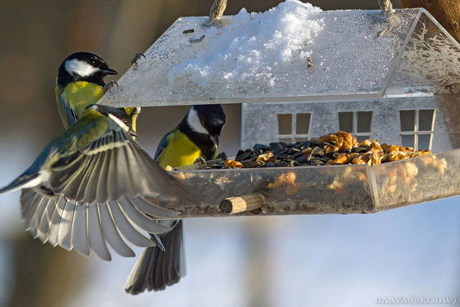Эксперты рассказали, зачем подкармливать городских птиц зимой - фото 2