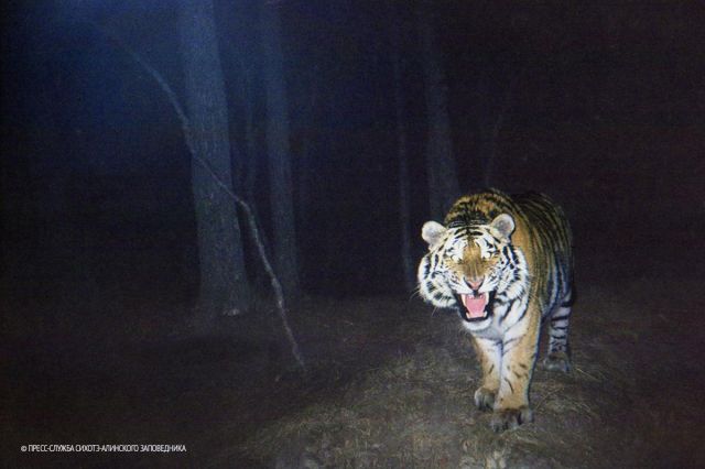 Более 100 фотоловушек установят в Сихотэ-Алинском для учёта амурского тигра  - фото 2