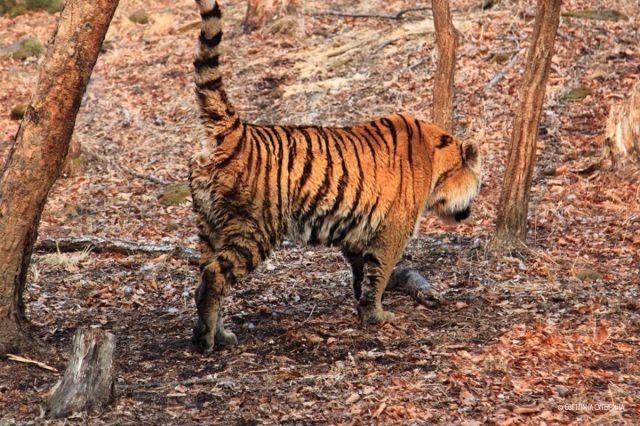 Более 100 фотоловушек установят в Сихотэ-Алинском для учёта амурского тигра  - фото 3