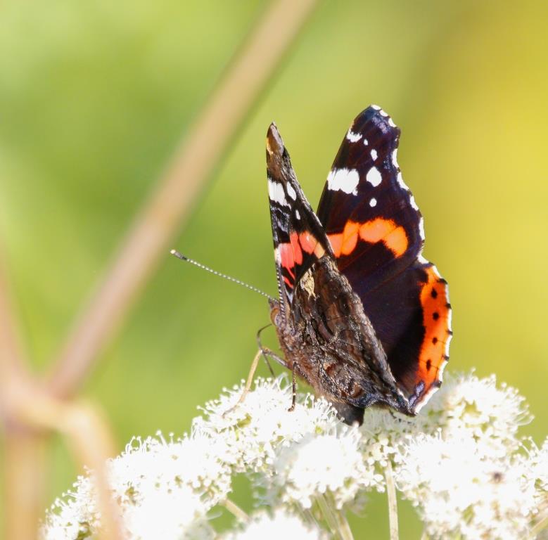 Перелетными бывают не только птицы: как зимуют московские бабочки   - фото 3
