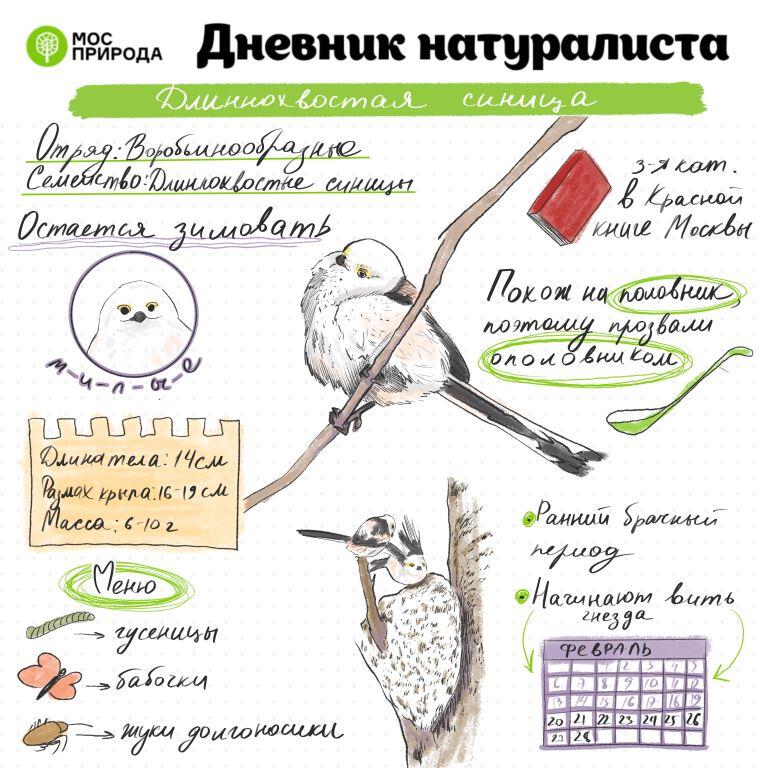 Дневник натуралиста: в ноябре москвичи изучат синиц, обитающих на природных территориях Москвы - фото 2