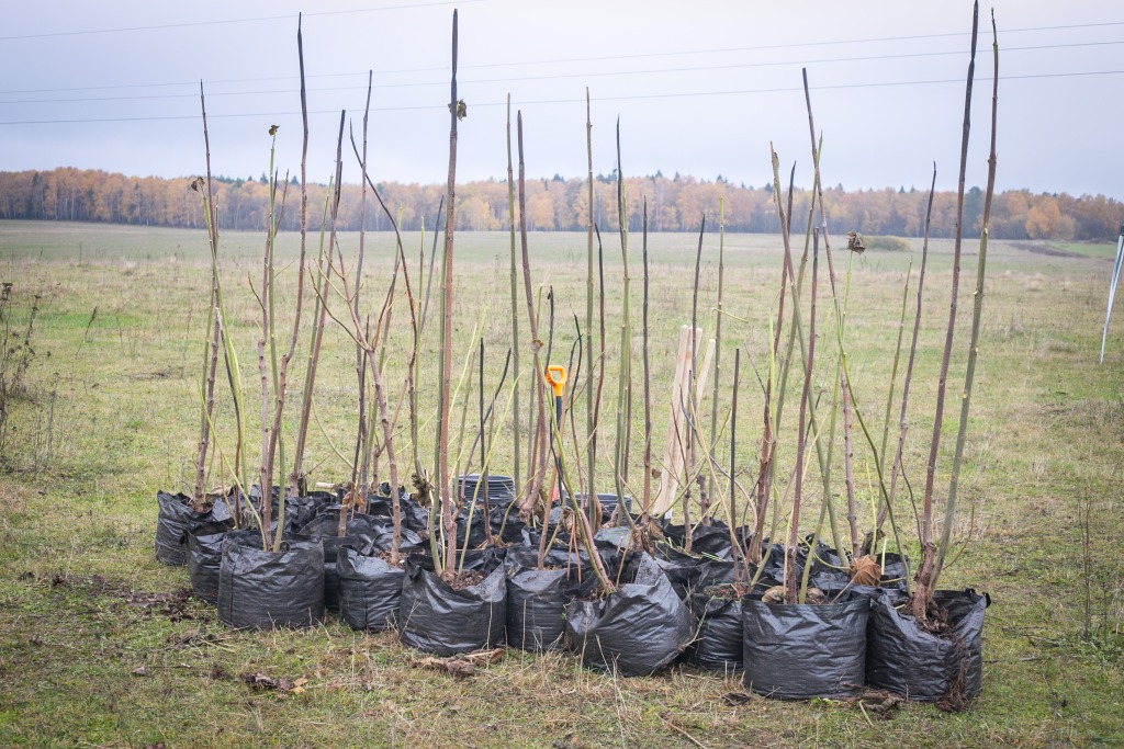 РусКлиматФонд и компания Berlingo высадили 200 деревьев павловнии в Подмосковье  - фото 1
