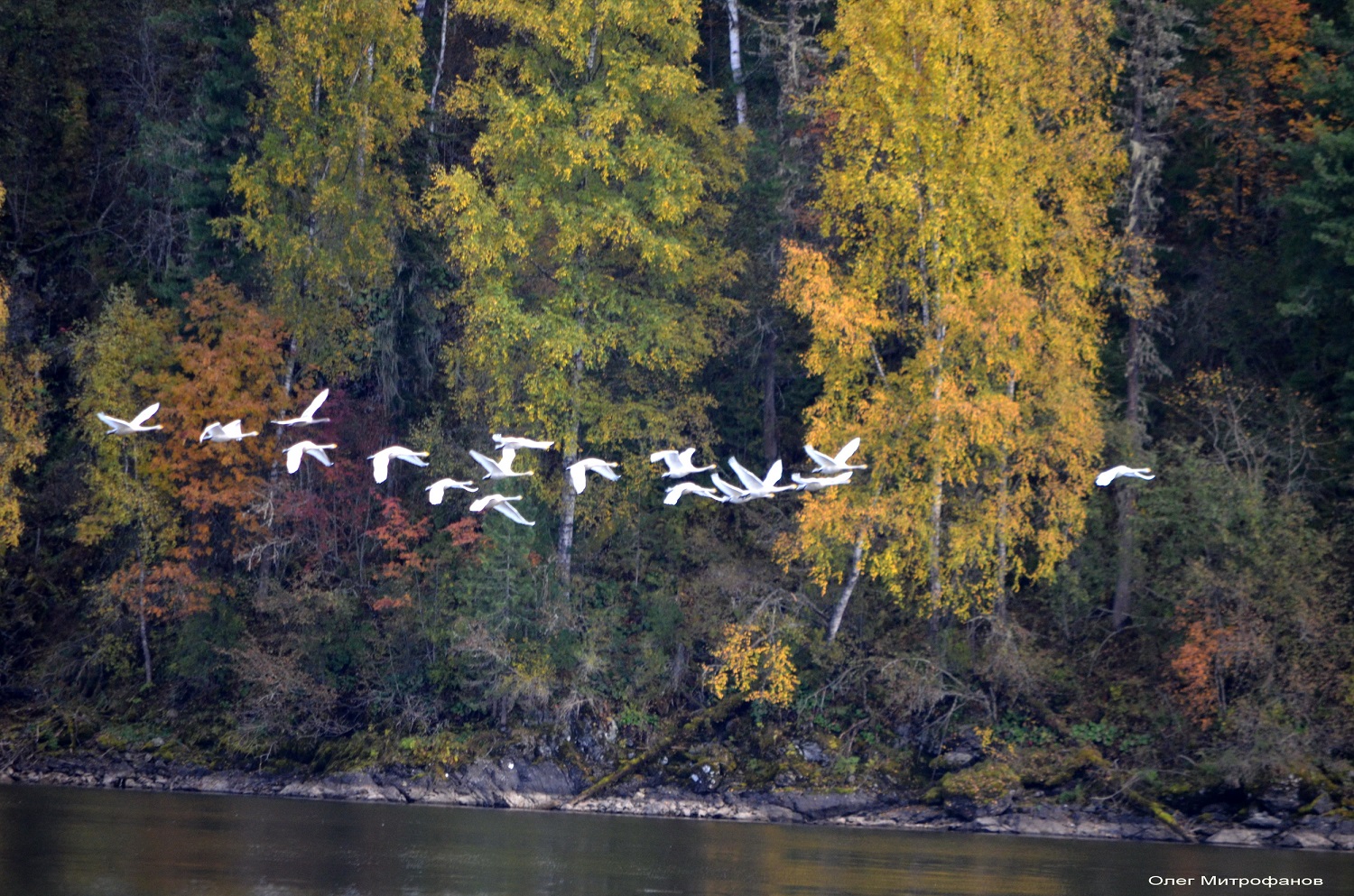 «Летите, летите»: на заповедных территориях подводят итоги осенних пролетов птиц и делятся орнитологическими находками - фото 6