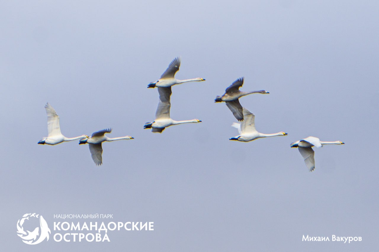 10Командорские острова Лебеди-кликуны Фото Михаила Вакурова