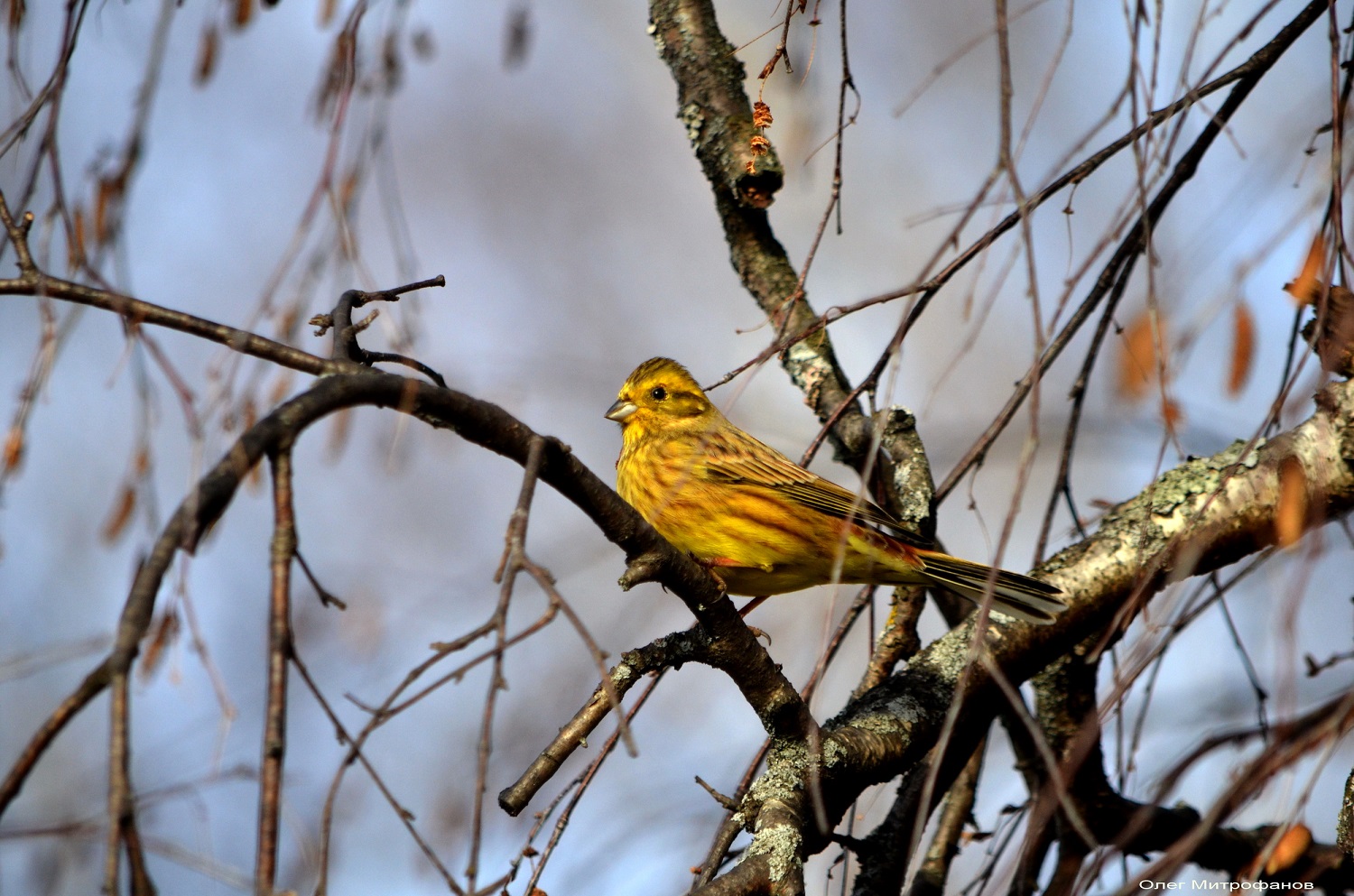 «Летите, летите»: на заповедных территориях подводят итоги осенних пролетов птиц и делятся орнитологическими находками - фото 3