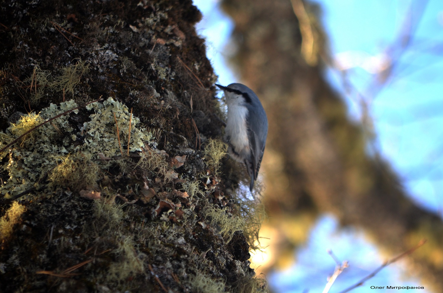 «Летите, летите»: на заповедных территориях подводят итоги осенних пролетов птиц и делятся орнитологическими находками - фото 4