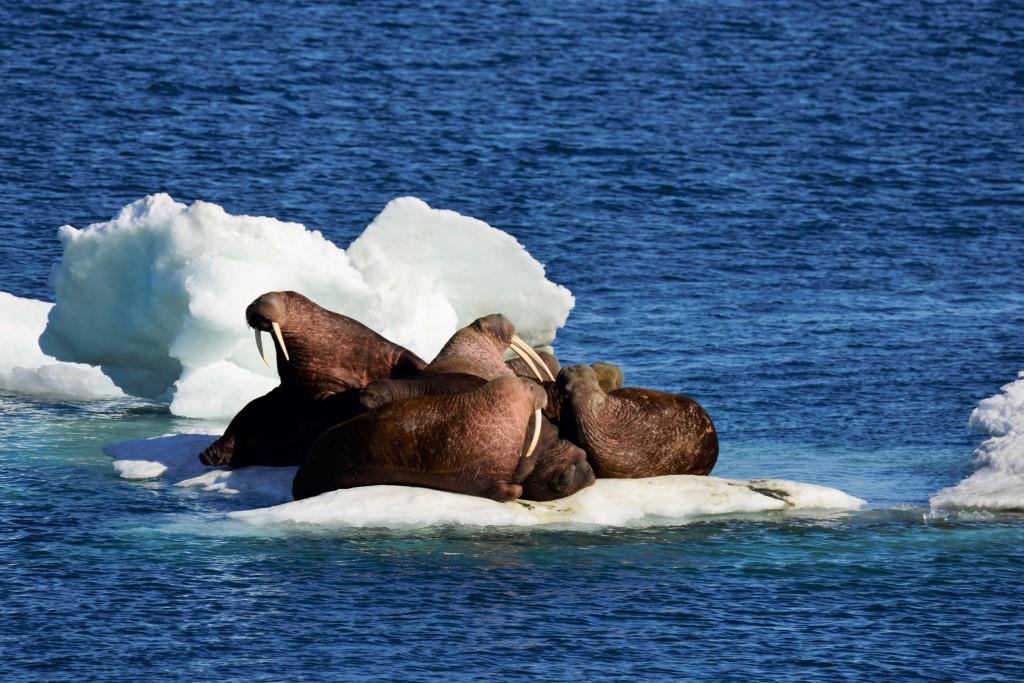 24 ноября – День моржа: в заповедниках и нацпарках изучают и охраняют  крупнейших ластоногих Северного полушария - фото 1