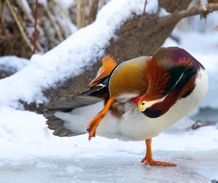 О птицах и не только: в Москве стартует эколого-просветительская программа «Зимние орнитологические прогулки» - фото 7