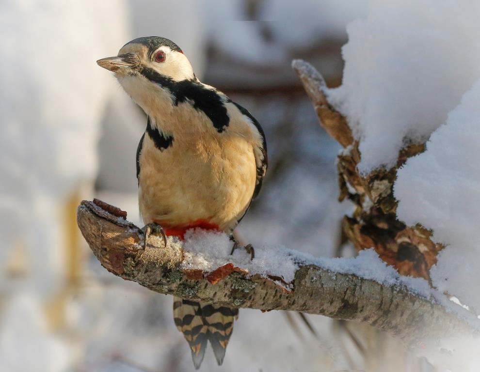 О птицах и не только: в Москве стартует эколого-просветительская программа «Зимние орнитологические прогулки» - фото 3