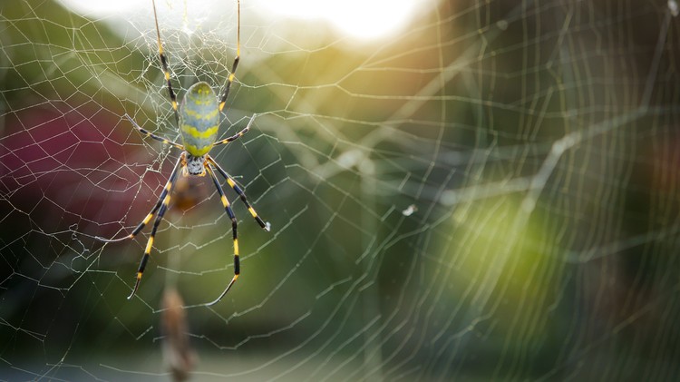 Санкции против США вводит природа: насылает ядовитых пауков, гигантских шершней и клопов  - фото 2