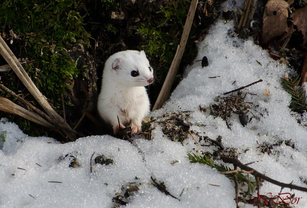 К зиме готовы: специалисты Мосприроды рассказали, как растения и животные встретили морозы   - фото 4