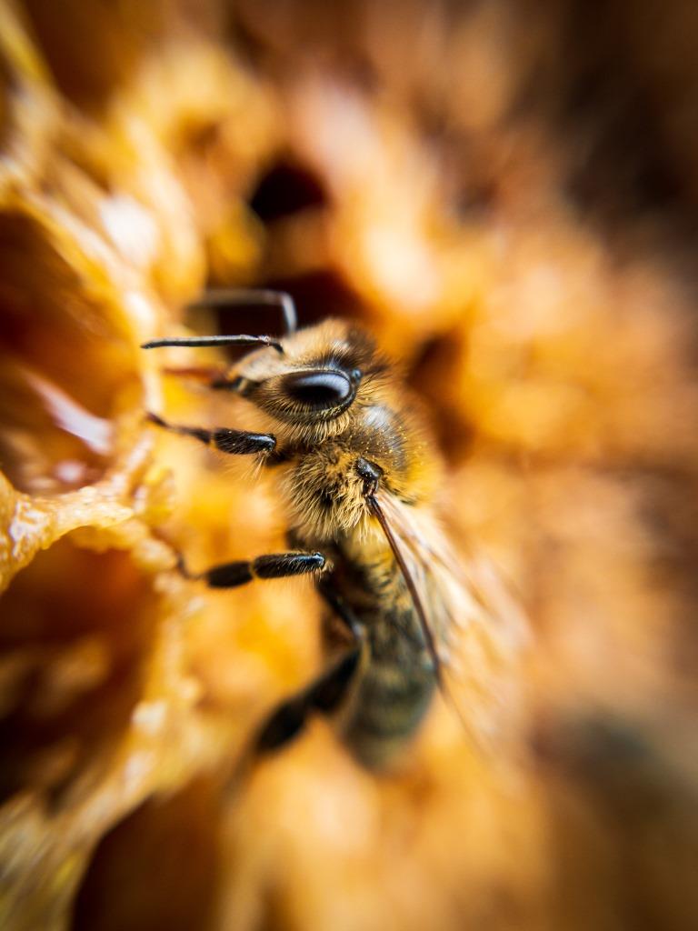 Бессонное царство: трудолюбивые пчелы спрятались до весны - фото 1
