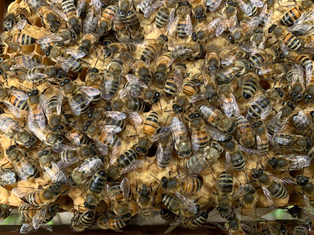 Бессонное царство: трудолюбивые пчелы спрятались до весны - фото 3