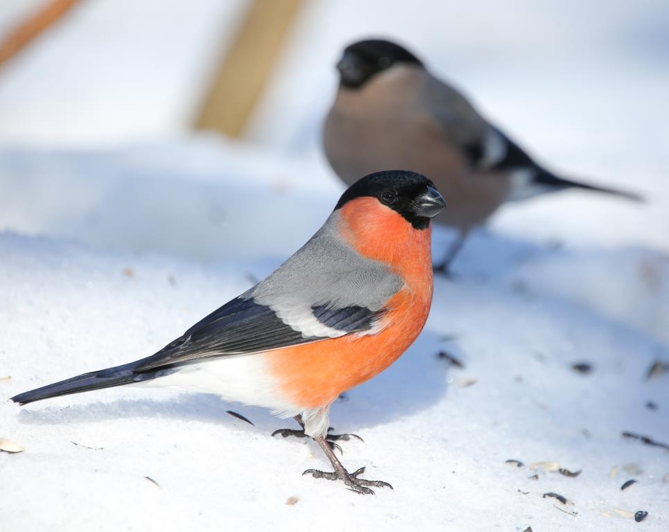 СнегирьGO: Мосприрода объявляет квест с участием красногрудых птиц - фото 2