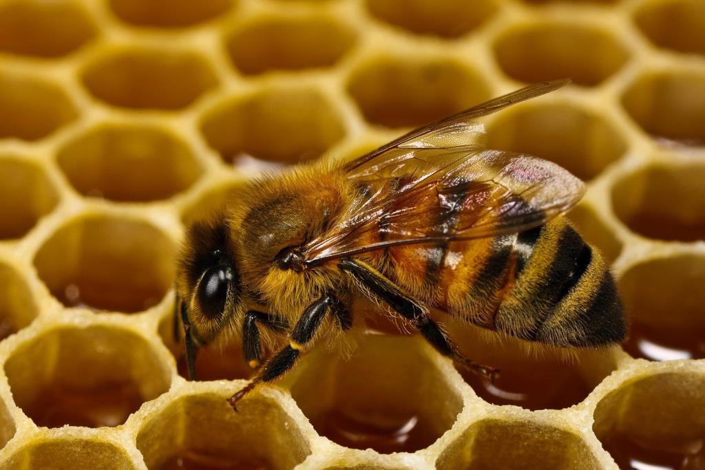 Бессонное царство: трудолюбивые пчелы спрятались до весны - фото 2