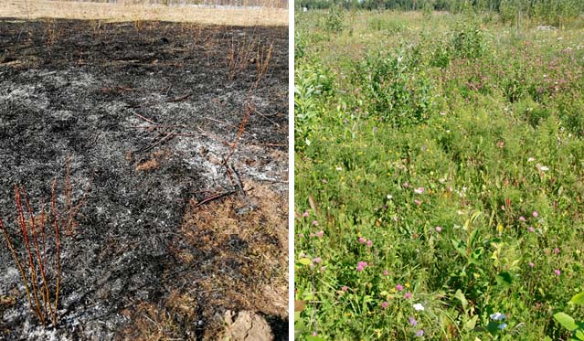 Учёные МГУ оценили послепожарное состояние луговой растительности - фото 2