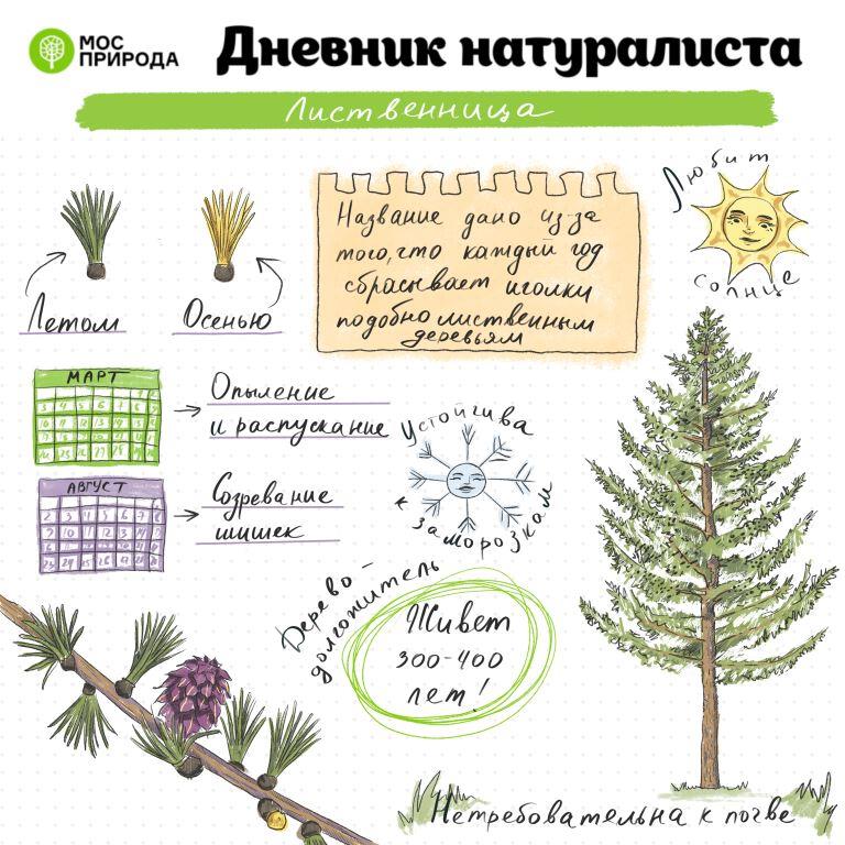 Вечнозеленый Новый год: в декабре тема «Дневника натуралиста» посвящается хвойным деревьям - фото 2