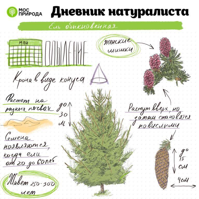 Вечнозеленый Новый год: в декабре тема «Дневника натуралиста» посвящается хвойным деревьям - фото 1