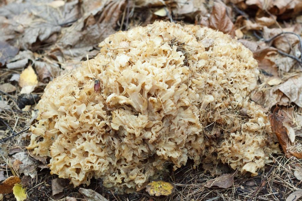 Царь-гриб: специалисты Мосприроды рассказали о краснокнижной находке - фото 3