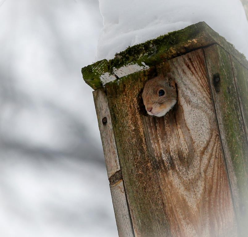 К зиме готовы: специалисты Мосприроды рассказали, как растения и животные встретили морозы   - фото 6