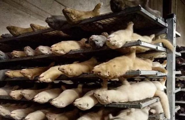 Экологи призвали защитить лис от торговцев шубами - фото 2