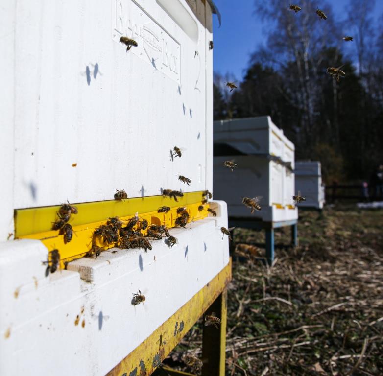 Ж-ж-ж-драствуйте: на пасеках Мосприроды пчелы вылетели на первый облет - фото 2