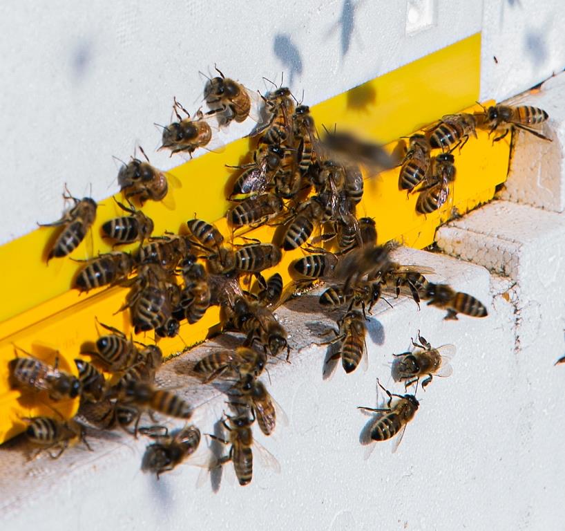 Ж-ж-ж-драствуйте: на пасеках Мосприроды пчелы вылетели на первый облет - фото 3