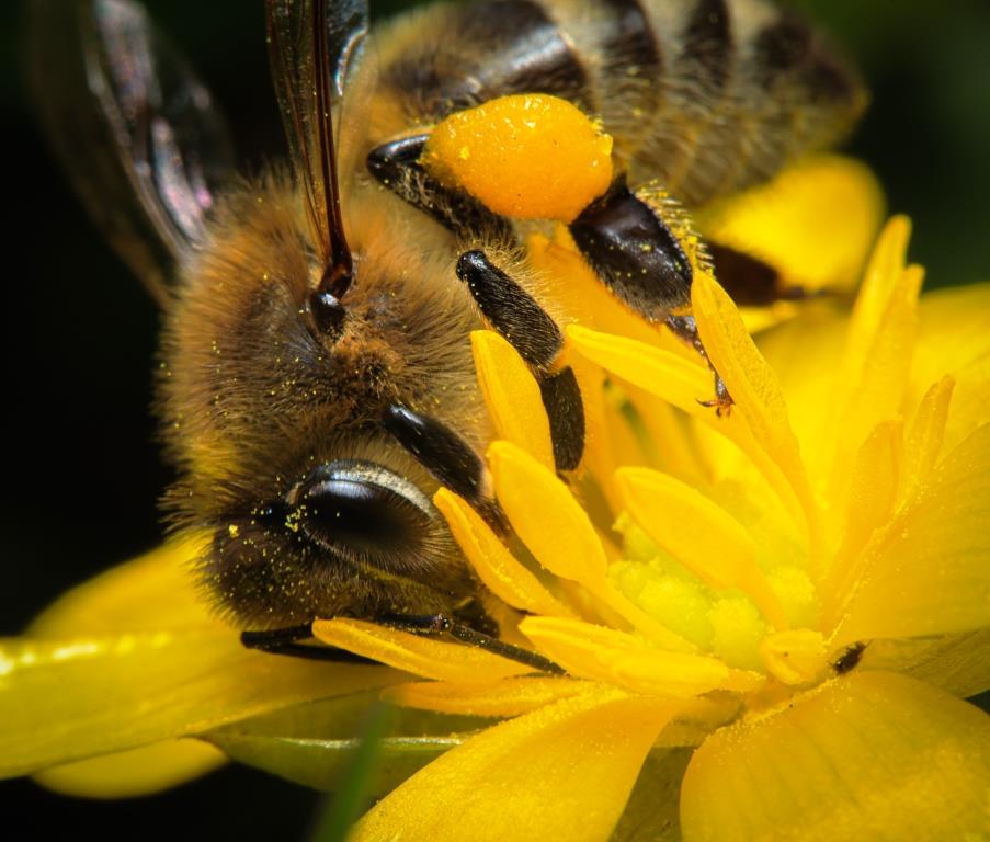 Ж-ж-ж-драствуйте: на пасеках Мосприроды пчелы вылетели на первый облет - фото 5