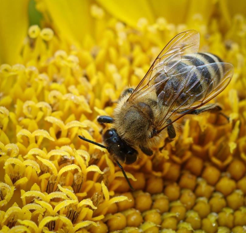 Ж-ж-ж-драствуйте: на пасеках Мосприроды пчелы вылетели на первый облет - фото 1