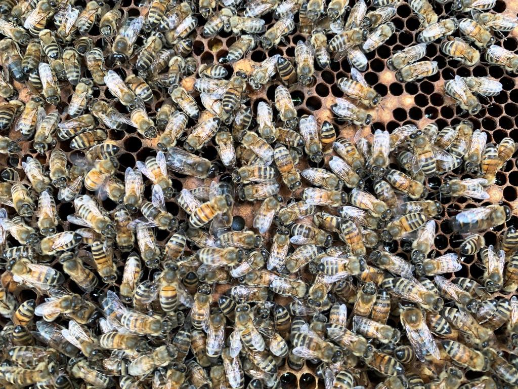Ж-ж-ж-драствуйте: на пасеках Мосприроды пчелы вылетели на первый облет - фото 4