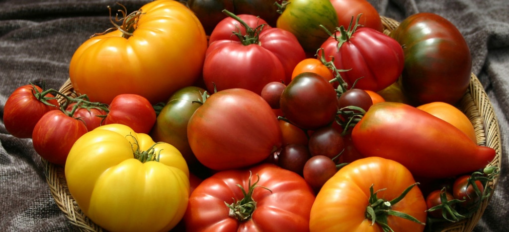 Главные секреты выращивания томатов от опытных огородников. Подготовка семян - фото 1