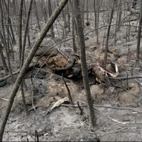 Лесной пожар перекинулся на якутскую деревню Бясь-Кюель - фото 4