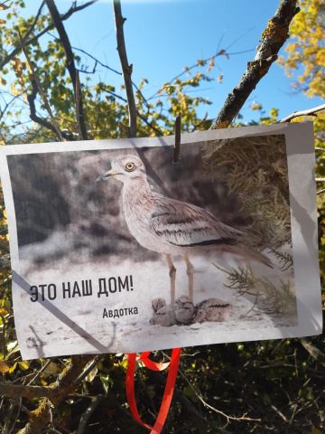 В Волго-Ахтубинской пойме птицам предрешено стать бездомными - фото 13