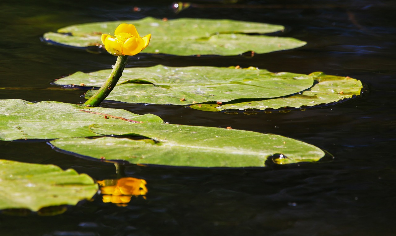 Растения с листьями в форме сердца зацвели в Святом озере    - фото 1