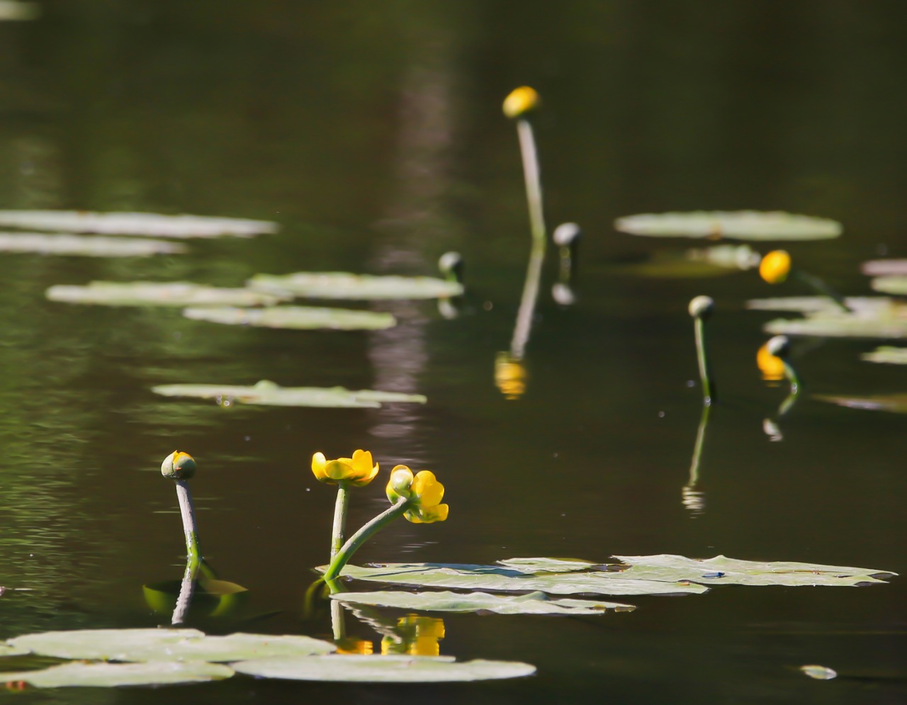 Растения с листьями в форме сердца зацвели в Святом озере    - фото 2