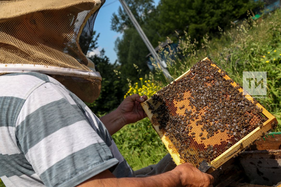 Не медом намазано...Причина массовой гибели пчел в нынешнем году названа Россельхознадзором - фото 1